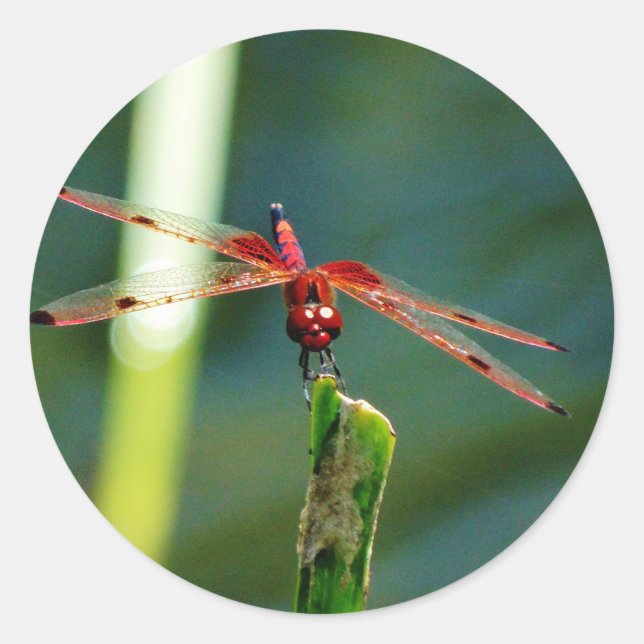 Sticker Rond Dragonfly frontale rouge et noire (Devant)