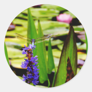 Sticker Rond Dragonfly lotus and purple flower