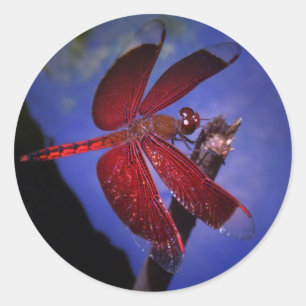 Sticker Rond Dragonfly rouge