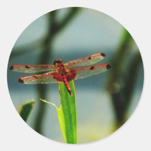 Sticker Rond Dragonfly rouge et noire tachetée