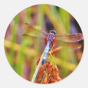 Sticker Rond Dragonfly turquoise sur le carex