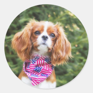 Sticker Rond Drapeau américain Cavalier roi Charles Spaniel Pup