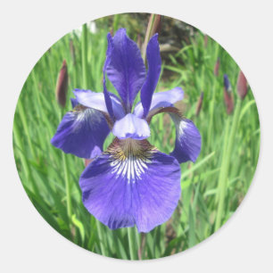 Sticker Rond Drapeau bleu fleur Iris