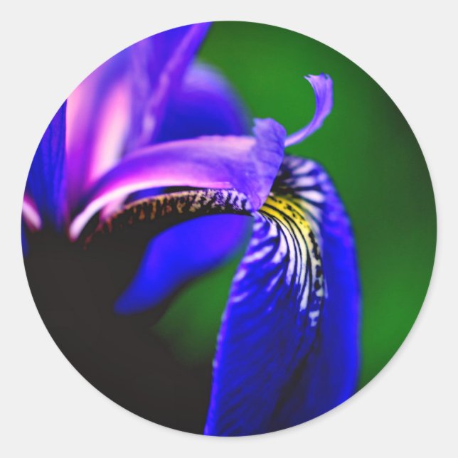 Sticker Rond Drapeau bleu Iris Fleur (Devant)