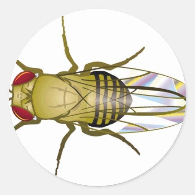 Sticker Rond drosophila melanogaster (Devant)