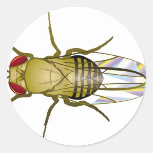 Sticker Rond drosophila melanogaster