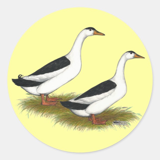 Sticker Rond Ducks : Black Magpies (Devant)
