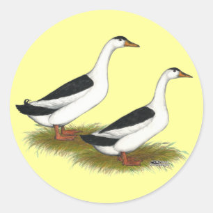 Sticker Rond Ducks : Black Magpies