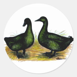 Sticker Rond Ducks : Cayuga Pair