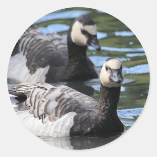 Sticker Rond Duo de bernache