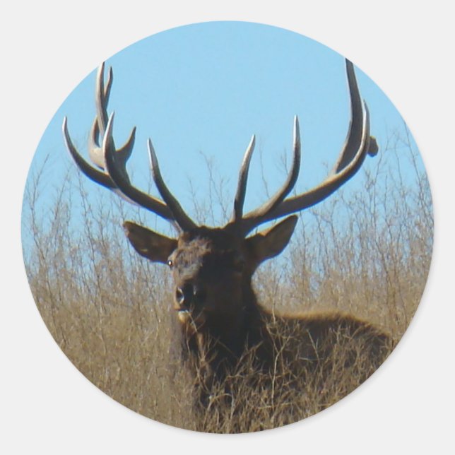 Sticker Rond E26 Bull Elk Laying in the Weeds (Devant)