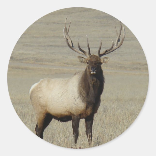 Sticker Rond E46 Bull Elk Big Bull (Devant)