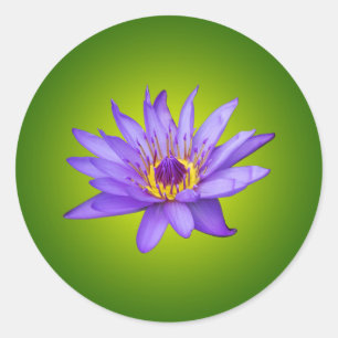 Sticker Rond Eau Lily Étang Aquatique Purple Fleurit