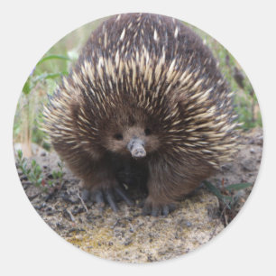 Sticker Rond Echidna mignon d'Australie