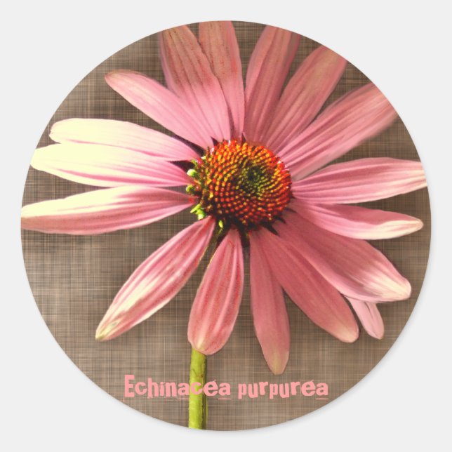 Sticker Rond Échinacée pourpre Echinacea purpurea (Devant)