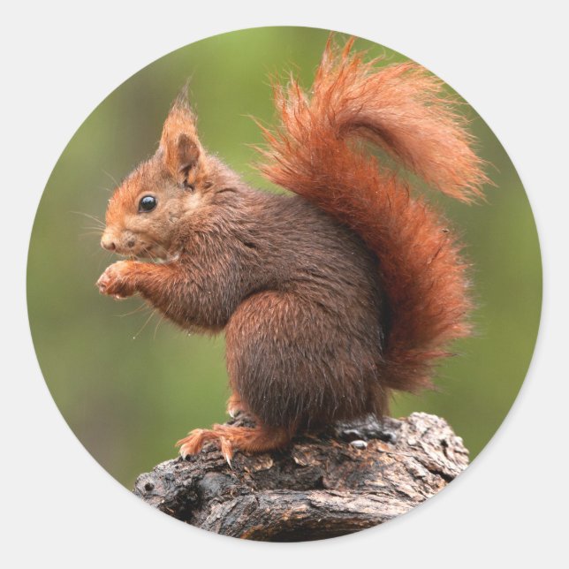Sticker Rond Écureuil (Devant)
