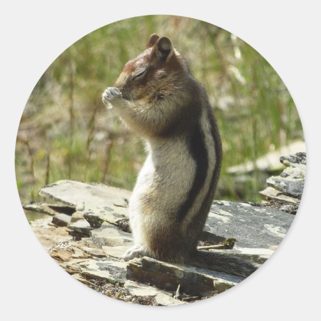 Sticker Rond Écureuil de fond à manteau doré au glacier I (Devant)