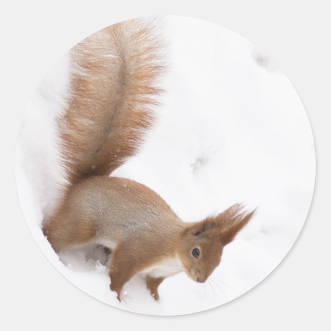 Sticker Rond Écureuil d'hiver (Devant)