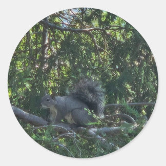 Sticker Rond Écureuil gris