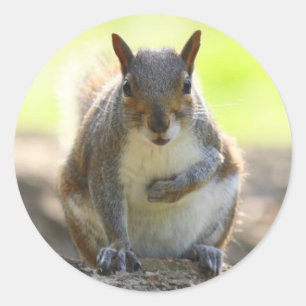 Sticker Rond Écureuil gris - Bute Park, Cardiff, Pays de Galles