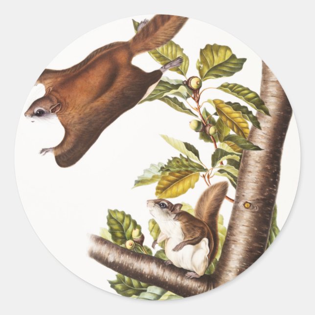 Sticker Rond Écureuil volant de l'Oregon (Pteromys Origonensis) (Devant)