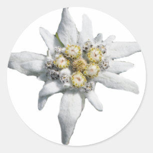 Sticker Rond Edelweiss