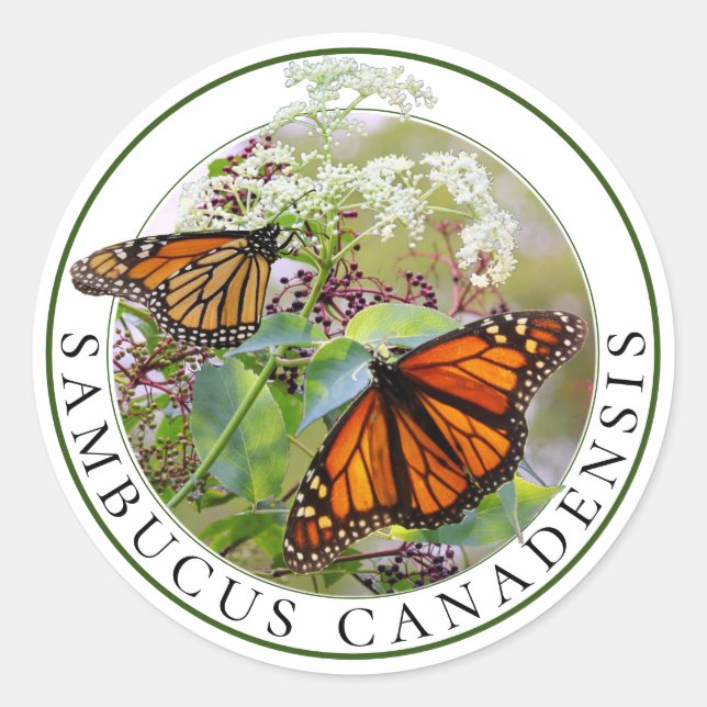 Sticker Rond Elderberry Sambucus et Monarch Butterfly (Devant)