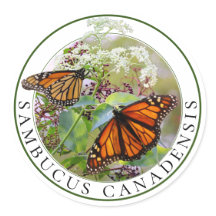 Elderberry Sambucus et Monarch Butterfly