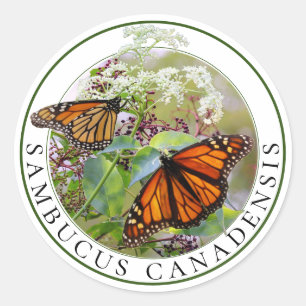 Sticker Rond Elderberry Sambucus et Monarch Butterfly