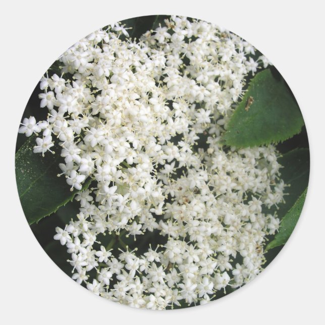 Sticker Rond Elderflower (Devant)