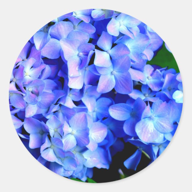 Sticker Rond élégant bleu mauve magenta floral hydrangea (Devant)