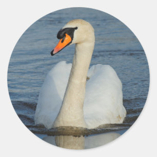 Sticker Rond Elégant cygne muet sur le lac