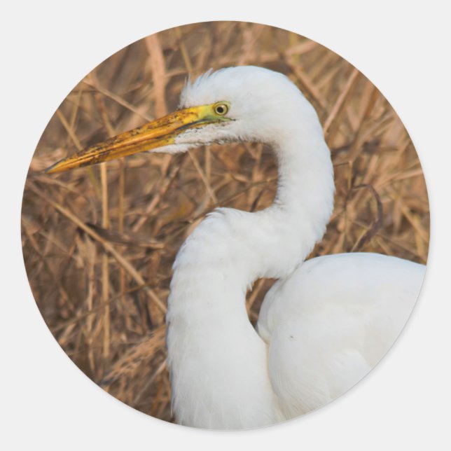 Sticker Rond Elegant Great Egret in the Reeds (Devant)