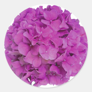 Sticker Rond Elégante magenta rose hydrangée florale roses
