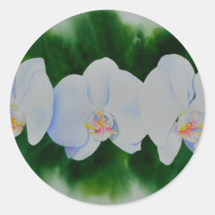 Sticker Rond Elégante peinture d'orchidée tropicale blanche