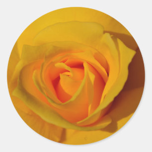 Sticker Rond Elégante photo de Rose Jaune
