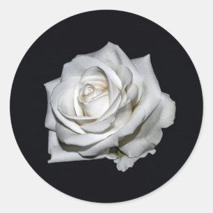 Sticker Rond Élégante photo florale de rose blanche