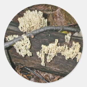 Sticker Rond Éléments de coordination du champignon corallien