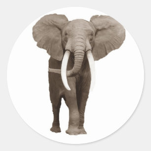 Sticker Rond Eléphant