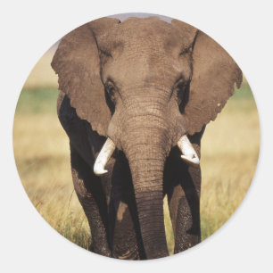 Sticker Rond Éléphant de savane d'Afrique
