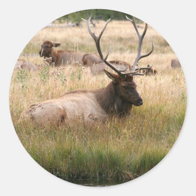 Sticker Rond Elk des Rocheuses dans l'herbe (Devant)