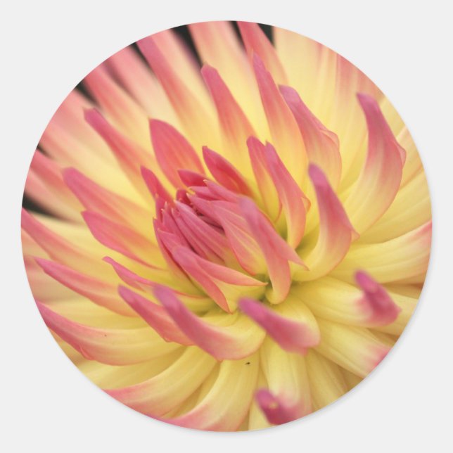 Sticker Rond Empreintes dahlia rose et jaune (Devant)
