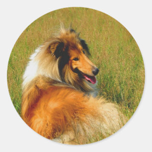 Sticker Rond en attente de vous rugueux collie