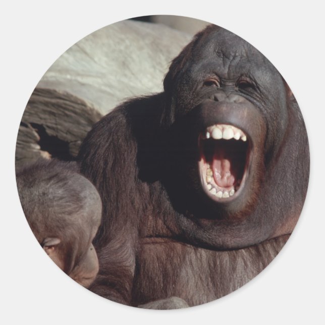 Sticker Rond Ensemble faunique - Primates 1 (Devant)