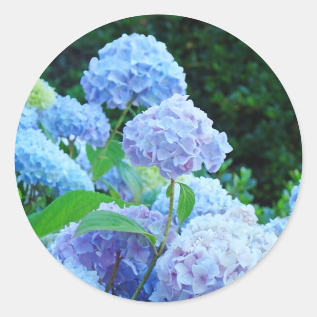 Sticker Rond Enveloppe mariage Phoques Blue Hydrangea Fleurs (Devant)