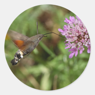 Sticker Rond Éperviers (Macroglossum stellatarum)