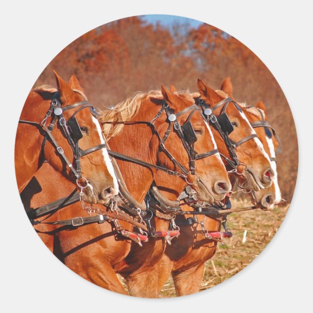 Sticker Rond Équipe de chevaux en campagne (Devant)