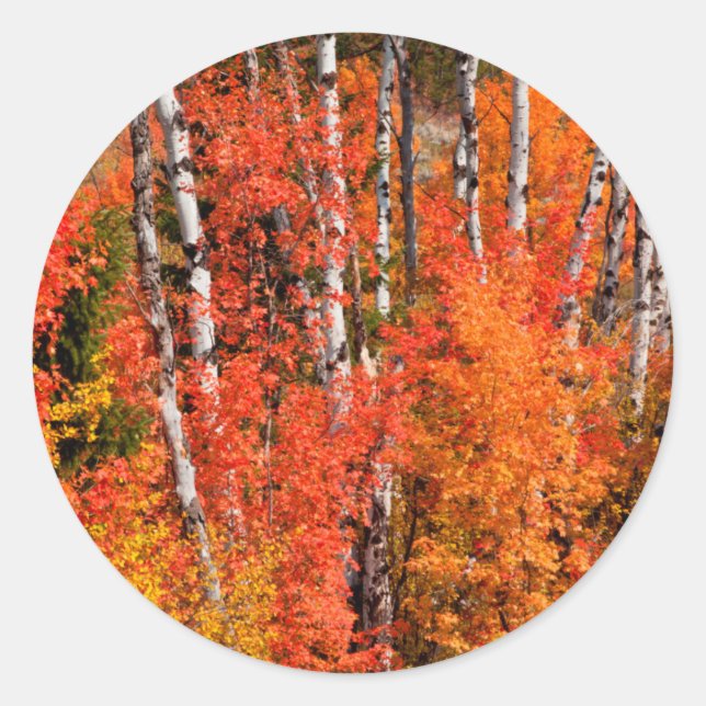 Sticker Rond Érable Rouge (Acer Rubra) Et Trembles (Devant)