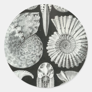 Sticker Rond Ernst Haeckel - Ammonitida