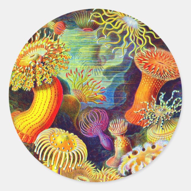 Sticker Rond Ernst Haeckel et ses anémones (Devant)